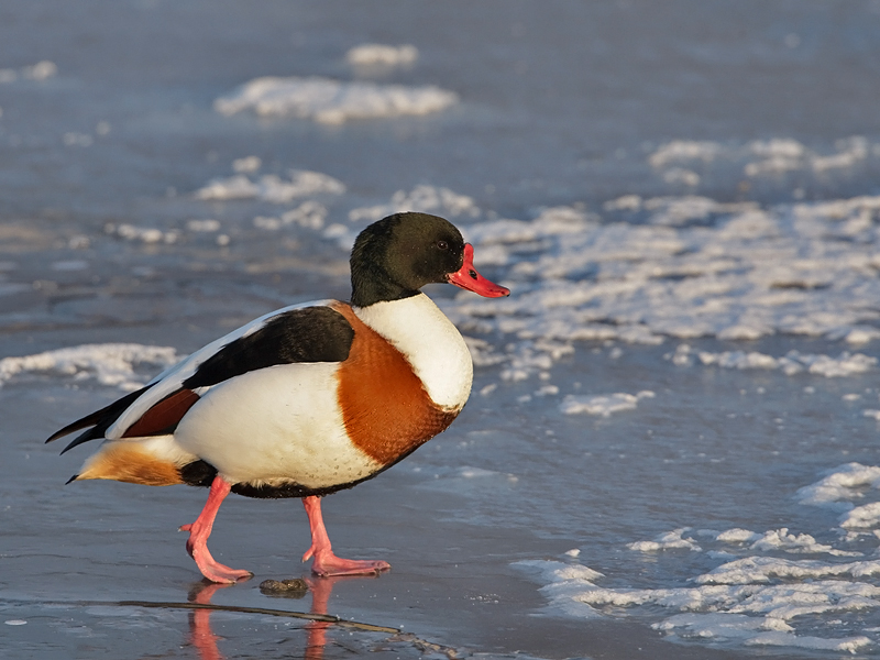 Tadorna tadorna Common Shelduck Bergeend